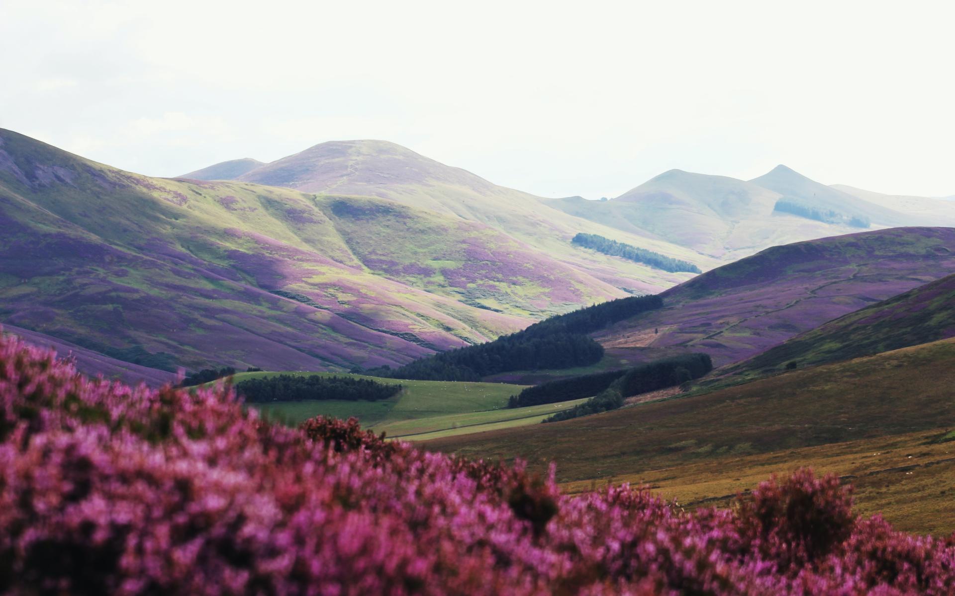 Flower Field